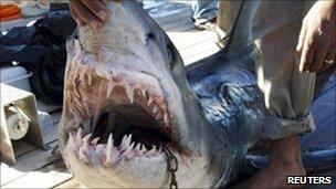 A man holds a shark off Sharm el-Sheikh. Photo: 2 December 2010