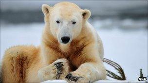 Polar bear