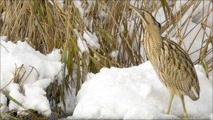 Bittern. Photo: NorthEastWildlife.co.uk