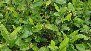 Coca field in Colombia