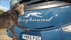 Greyhound dog with bus