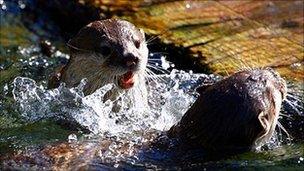 Otters in the water