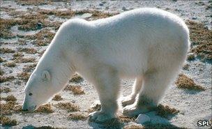 A polar bear