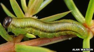 Juniper sawfly larvae. Pic: Alan Watson