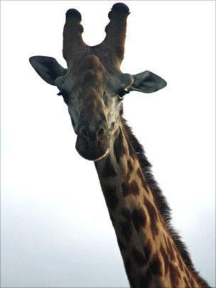 Giraffe
