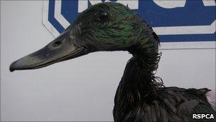 Bird affected by oil spill