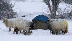 Sheep in the snow in Gwynedd