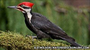 Pileated woodpecker (Alan D. Wilson/naturespicsonline.com)