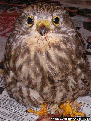 Injured kestrel