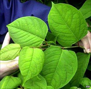 Foliage of Japanese knotweed (Image: PA)