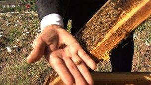 Mr Long, with his bees, does not have time to check his phone at the moment...