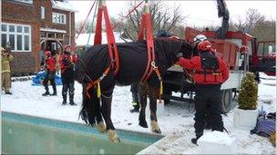 Horse being pulled to safety