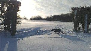 Dog in the snow