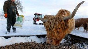 Highland cow near Carronbridge, Scotland