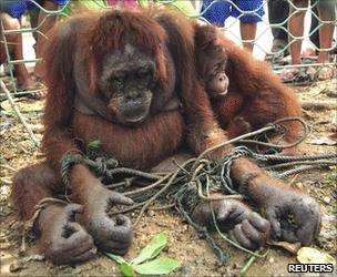 Chained orangutan