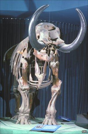 Mastodon skeleton