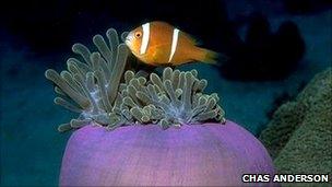 Clownfish off Chagos island (Chas Anderson)