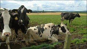 cows in field