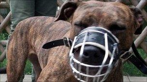 Muzzled pit bull terrier