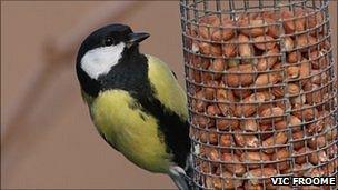 Great tit