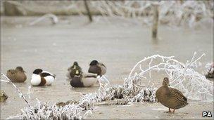 Ducks on a frozen lake