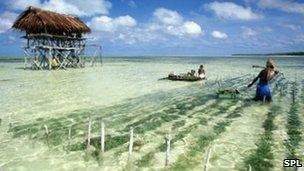 Seaweed farm on Tabiteue