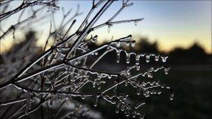 icicles on a branch generic