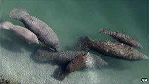 Manatees in Florida