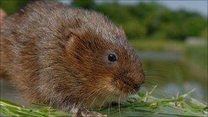 Water vole