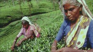 Sri Lankan tea pickers