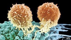 T cells