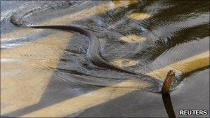 A snake crosses the Capricorn Highway, near Rockhampton, Queensland, Australia