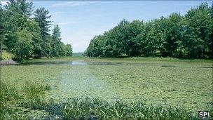 Polluted water in the Catskills