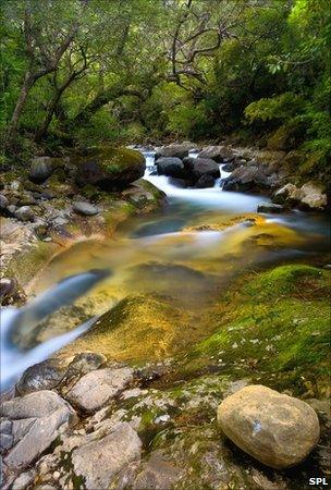 Forest stream in Costa Rica