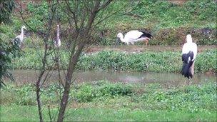 Storks at the visitor and breeding centre