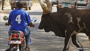 A southern Sudanese man stops his bike as herd of bulls cross a street in Juba 26 December 2010