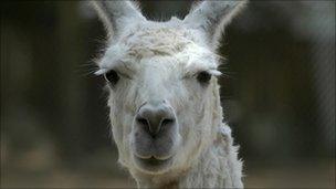 Llama