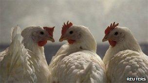 Chickens in the western town of Schleiden