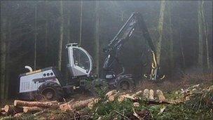 Trees being felled on the Quantock Hills