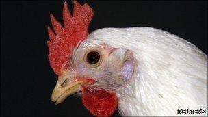 A chicken is pictured at a chicken farm in Schleiden, Germany