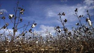 Cotton field