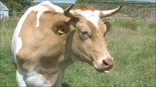 Guernsey Cow