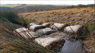 Exmoor peat bogs conservation