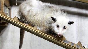 A cross-eyed opossum (didelphis) called Heidi sits in her interim enclosure, in the zoo in Leipzig, Germany, on Wednesday, Dec. 15, 2010