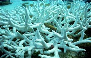 Bleached coral