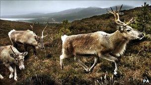 Reindeer in the Cairngorms