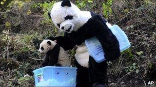 A researcher dressed as a panda at China's Wolong Giant Panda Reserve Center, in Sichuan province