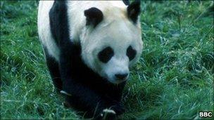 Giant panda Chi Chi (file image)