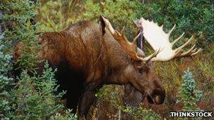 A bull elk