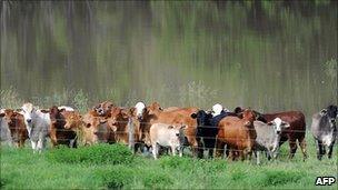 Cattle standing at edge of flood waters